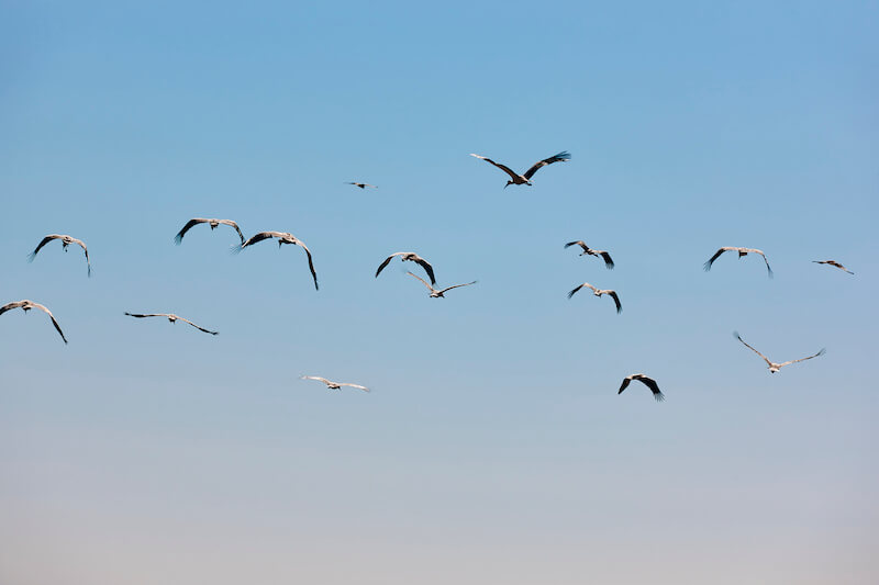Lecące ptaki na tle nieba, migracja do ciepłych krajów