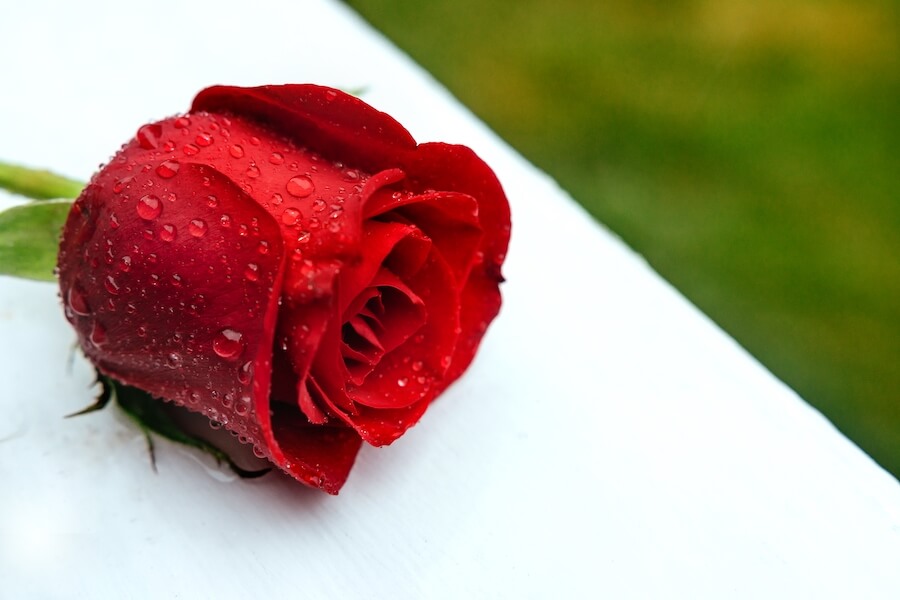 Róża - kwiat miłości