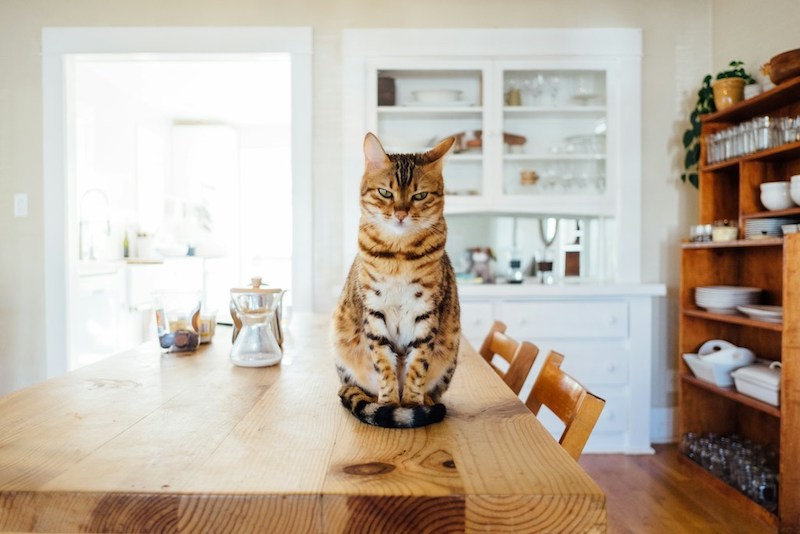 kot siedzący na stole